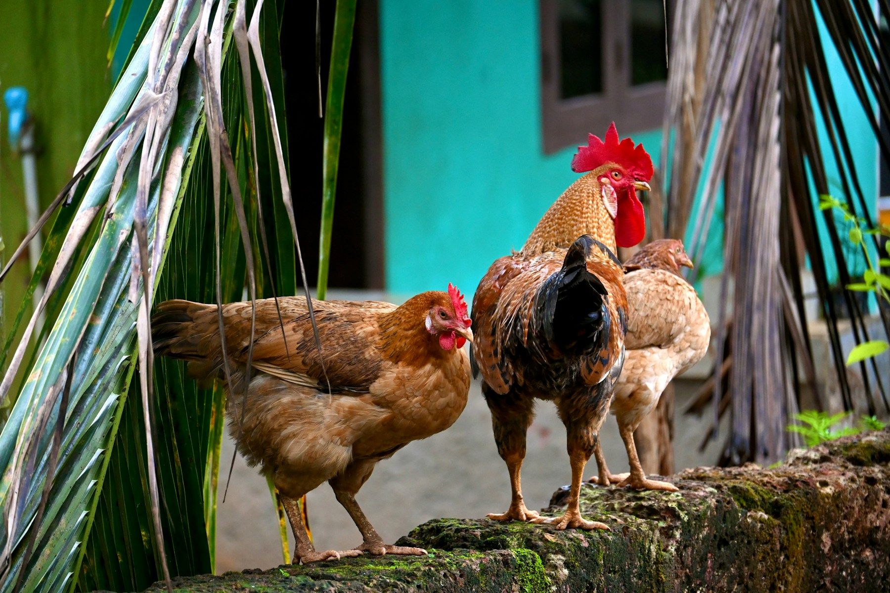 Three desi hens and a rooster on a mossy laterite wall under coconut palms
