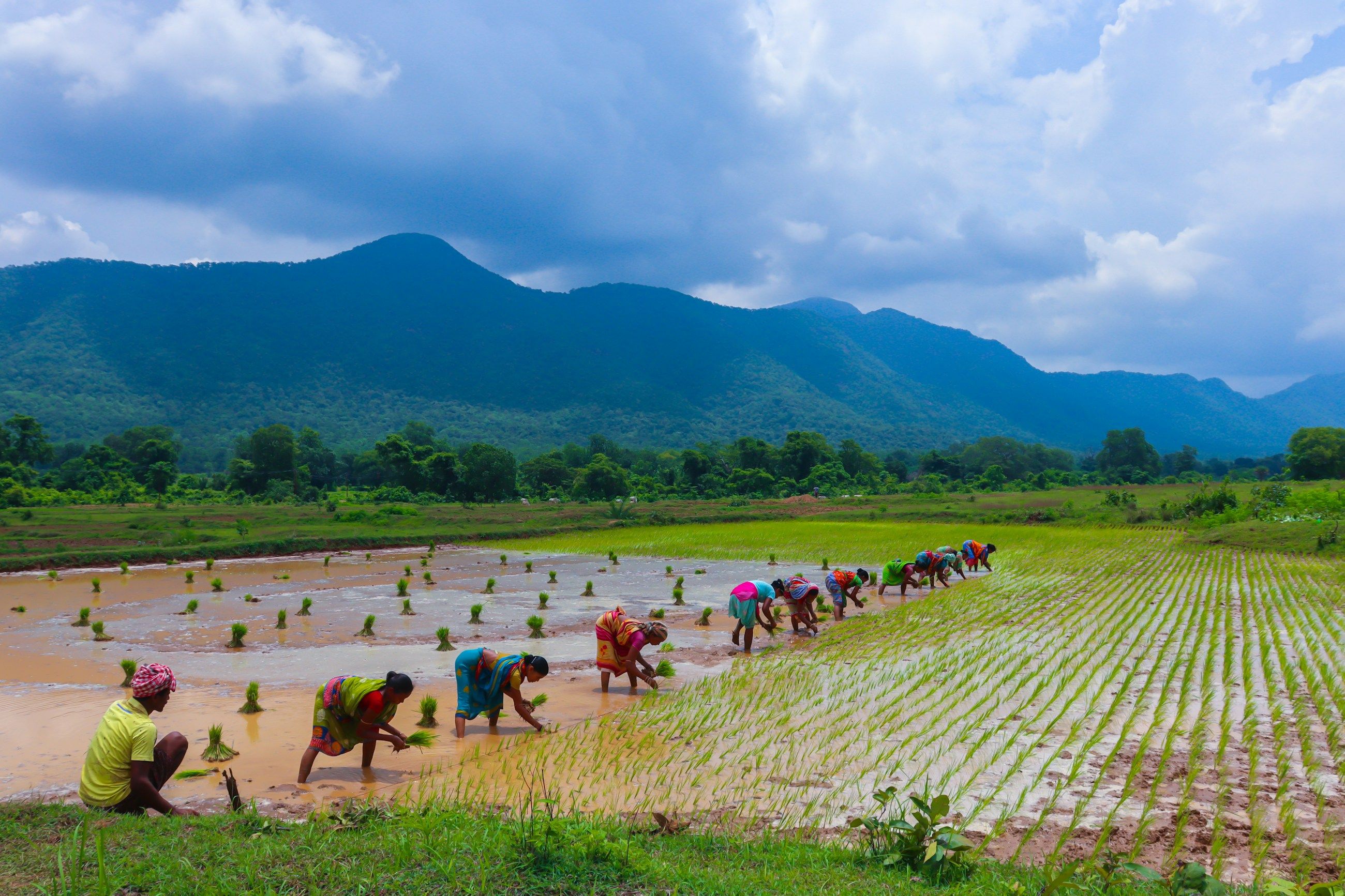 Farmers planting rice seedlings across a flooded paddy, with green hills behind