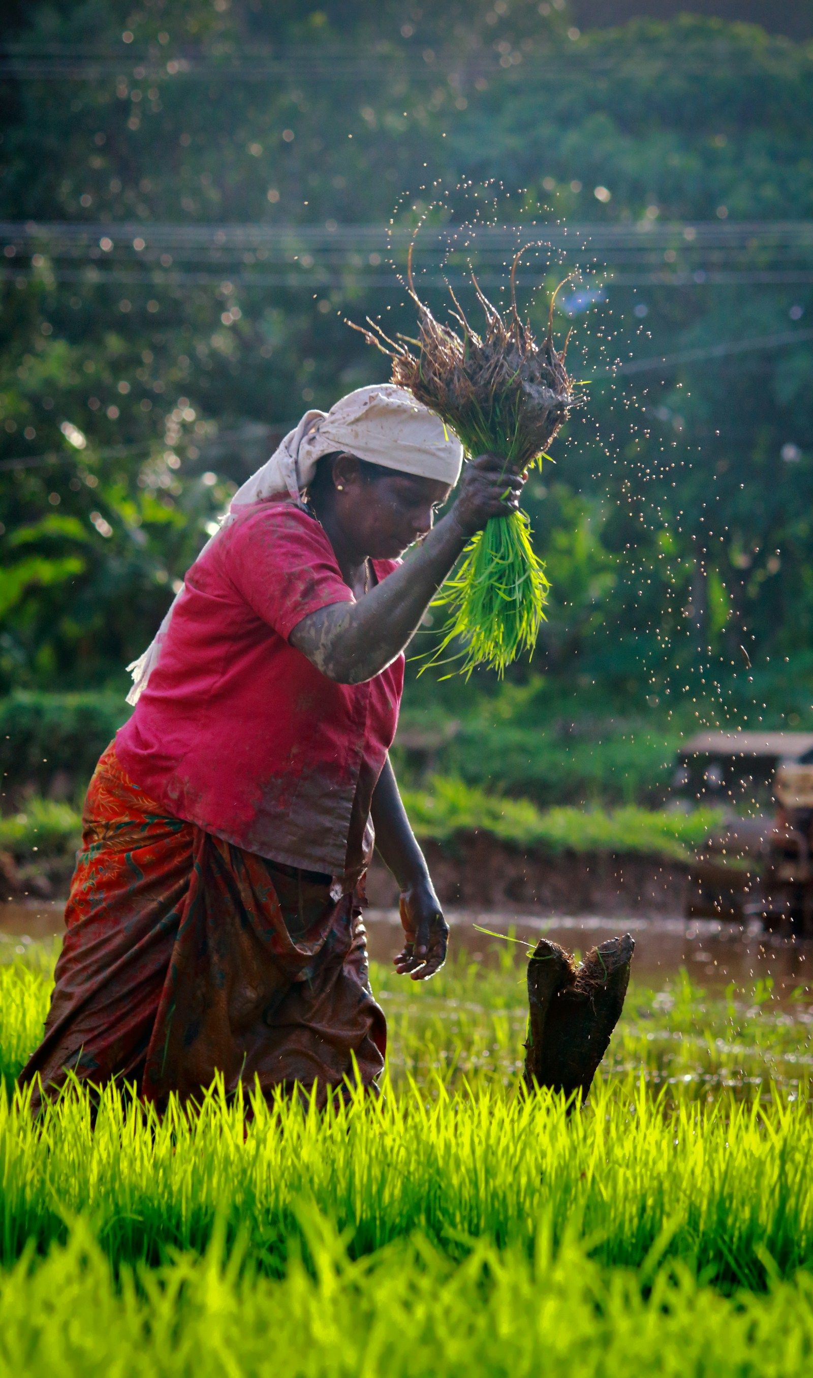 A woman shaking mud from a bundle of rice seedlings in a green paddy
